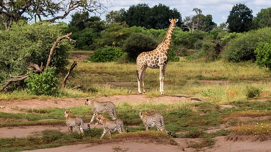 Discover Mashatu Game Reserve, the Land of Giants 