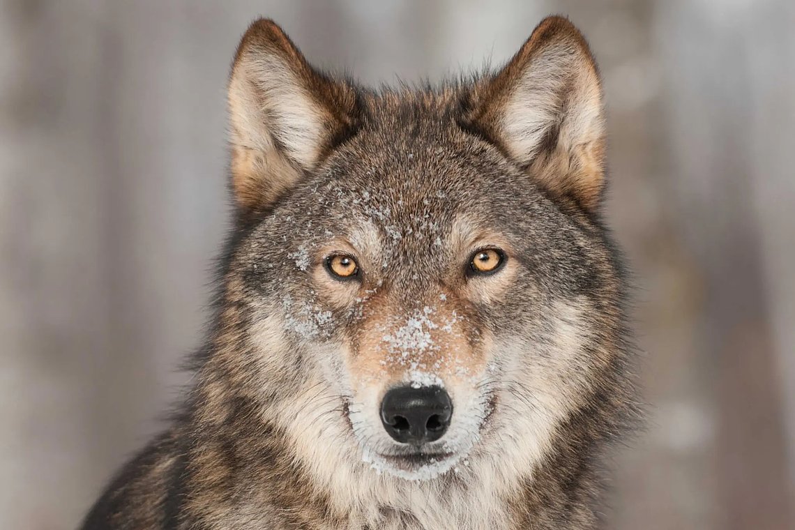 GreyWolfCanislupusPortrait177794699_3452x22932048x1365.jpg
