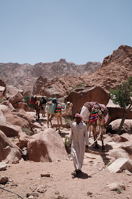 Bedouin Culture Immersion