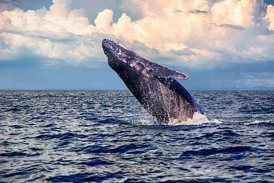 Watch whale after whale breach before your eyes in the Pacific 